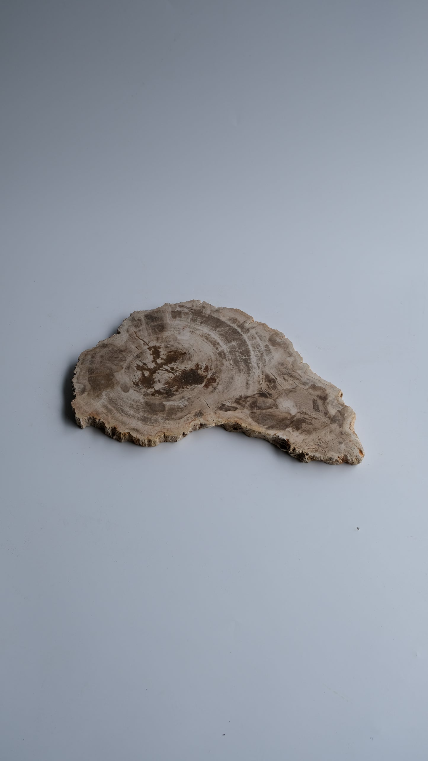 Wood Plate #030