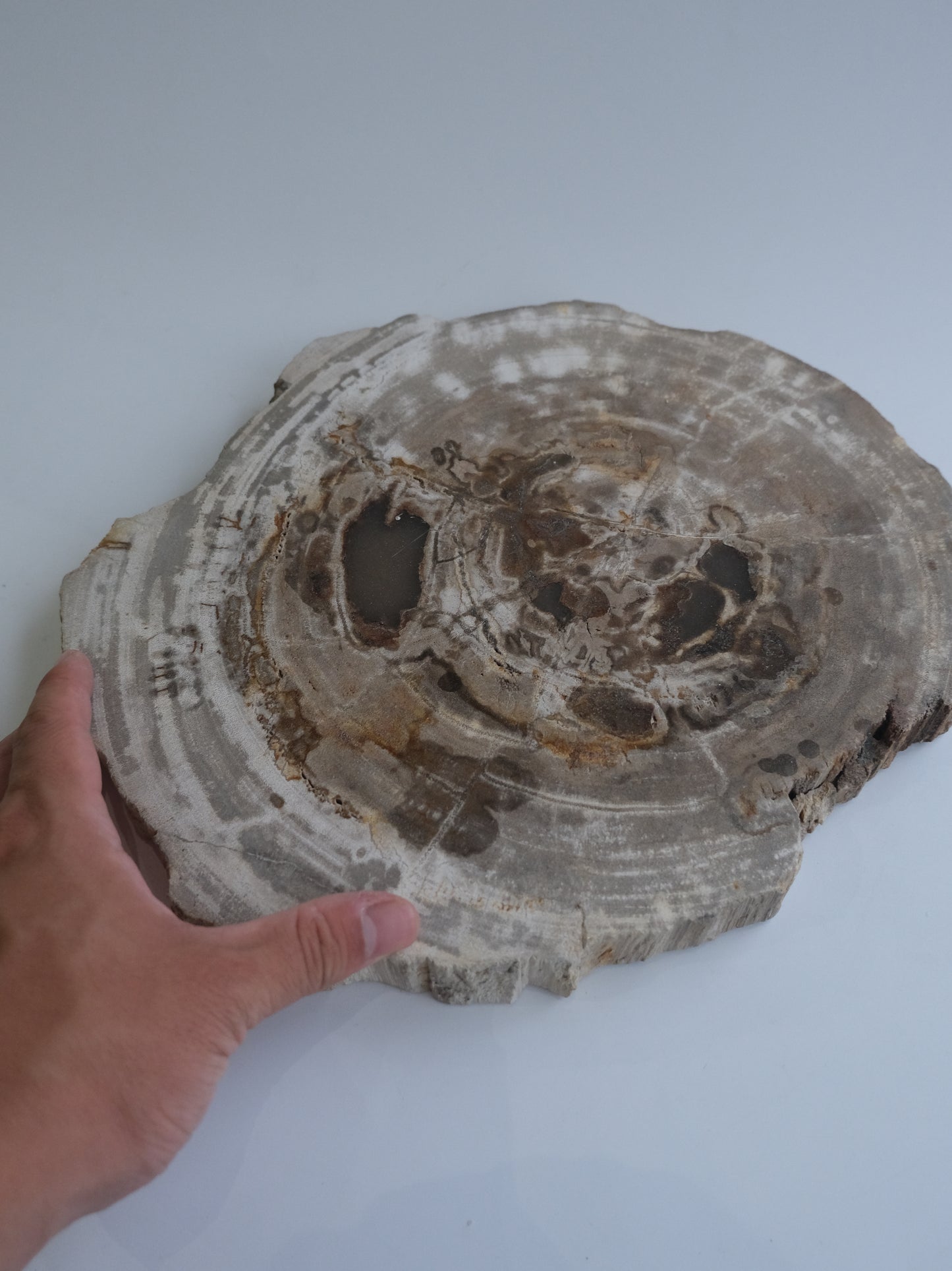 Wood Plate #017