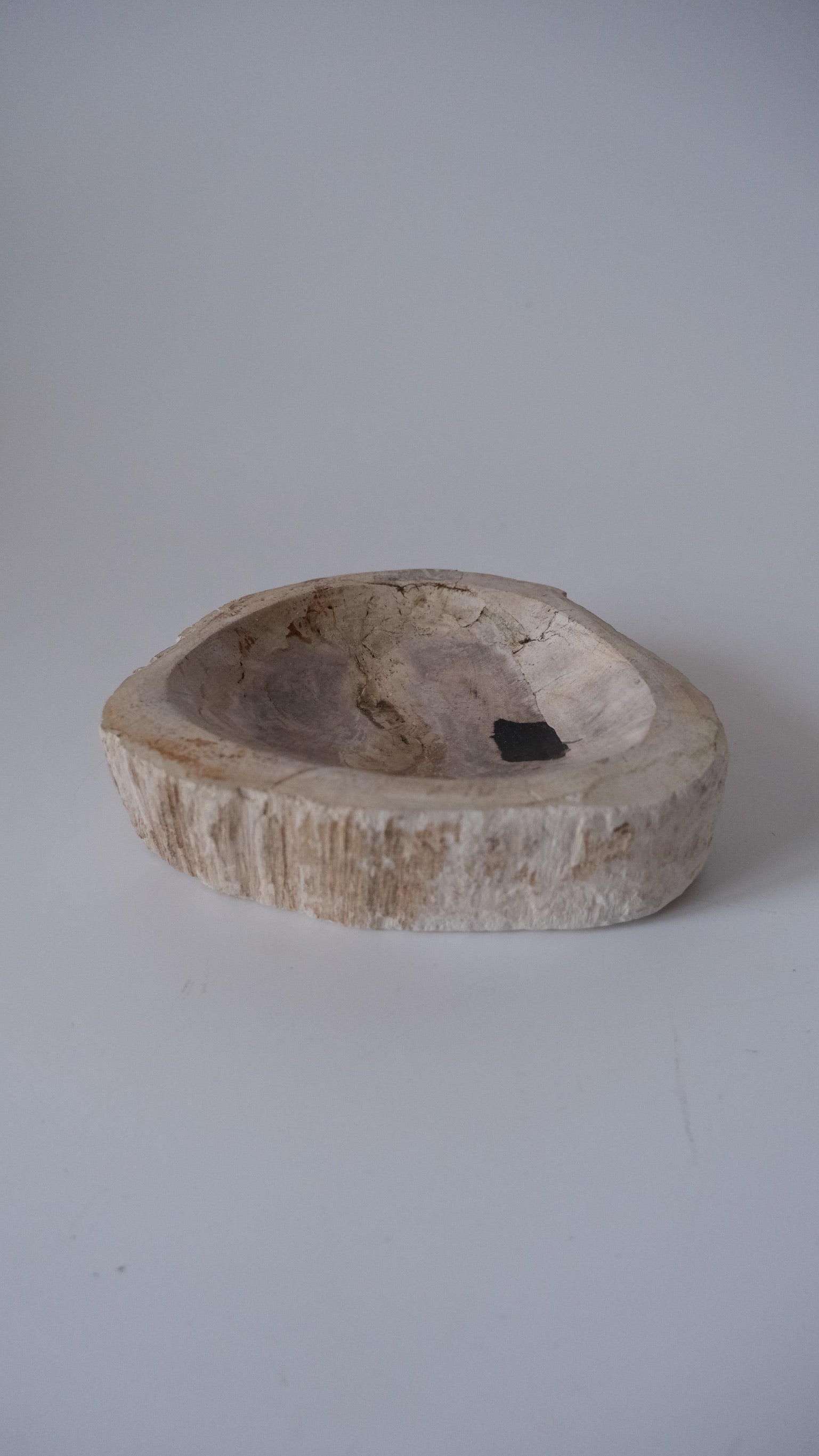 コレクション – OAK Petrified Wood