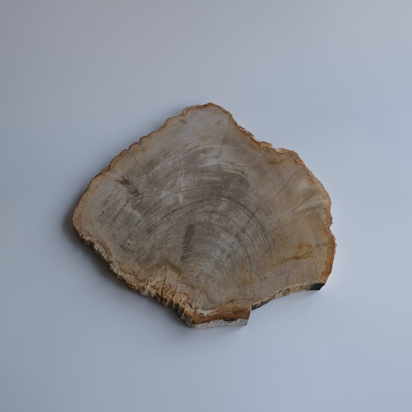 Wood Plate #019