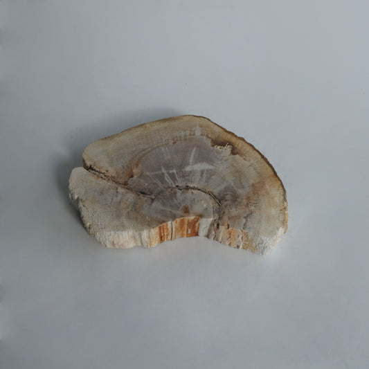 SHELL Plate