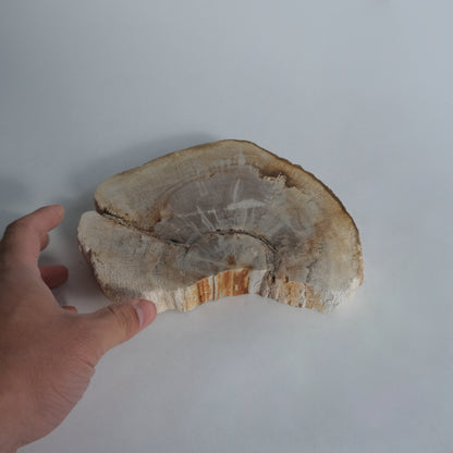 SHELL Plate