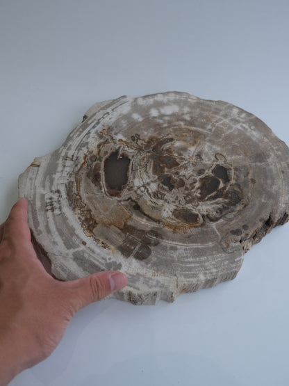 Wood Plate #017
